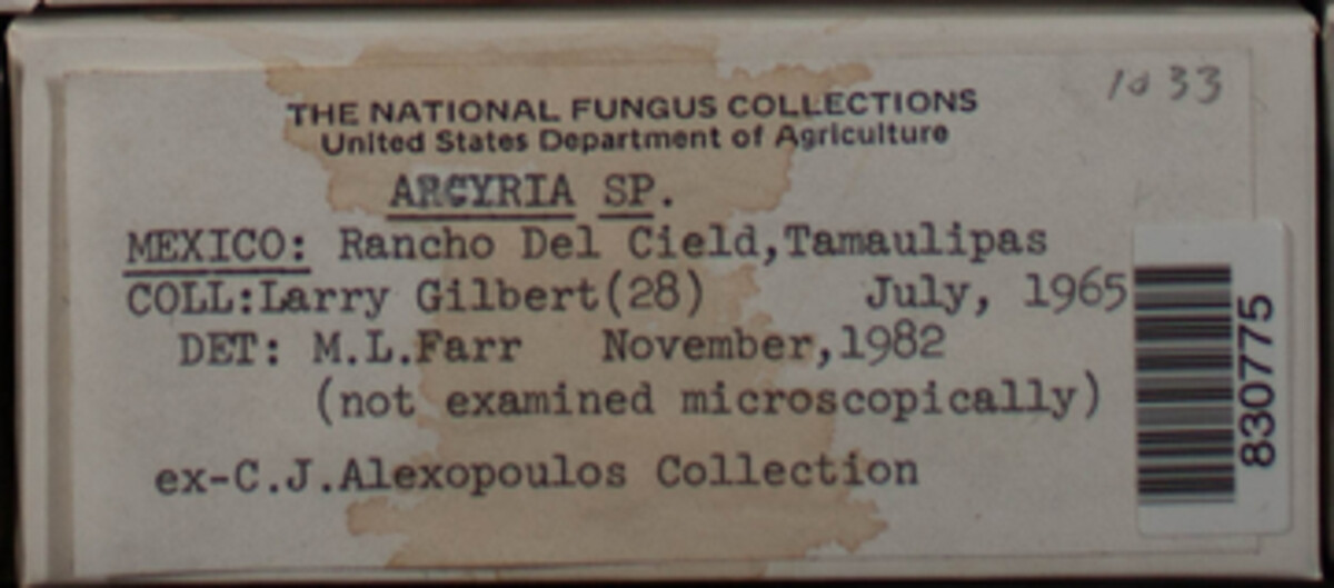 Arcyriaceae image